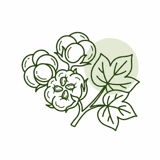 Arabian Cotton Seed Extract