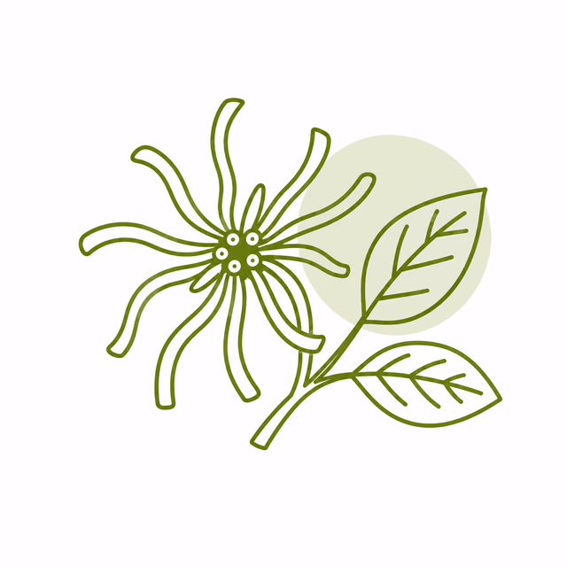 Witch Hazel